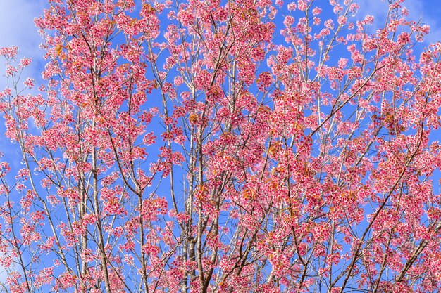 Zamyka w górę pięknych różowych czereśniowych prunus cerasoides Dzikiej Himalajskiej wiśni jak Sakusa kwiatu kwitnienie przy północnym Thailand, Chiang Mai, Tajlandia.