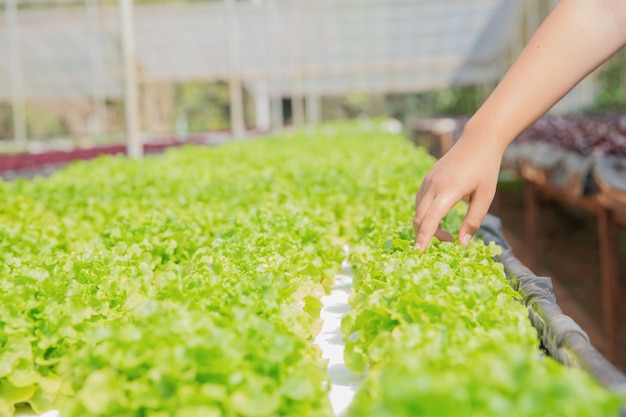 Zamyka w górę ręka rolnika w hydroponic ogródzie podczas ranku czasu jedzenia tła