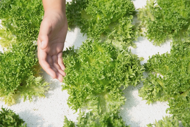 Zamyka w górę ręka rolnika w hydroponic ogródzie podczas ranku czasu jedzenia tła