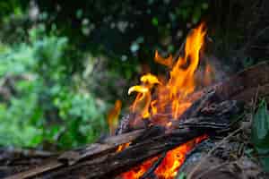 Bezpłatne zdjęcie zapalanie ognia w lesie na kemping.