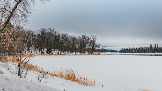 Zapierająca dech w piersiach sceneria krainy z pokrywą śnieżną otoczoną szeregiem zielonych drzew