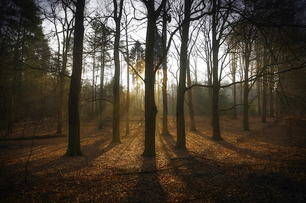 Zapierające dech w piersiach ujęcie wschodu słońca nad parkiem narodowym Veluwezoom w Holandii jesienią