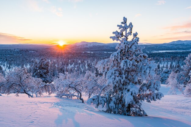 Zapierający dech w piersiach widok na las pokryty śniegiem podczas zachodu słońca w Norwegii