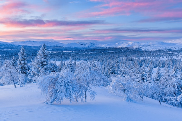Zapierający dech w piersiach widok na las pokryty śniegiem podczas zachodu słońca w Norwegii