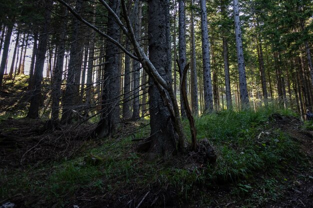 Zapierający dech w piersiach widok na niesamowity las z dużą ilością drzew