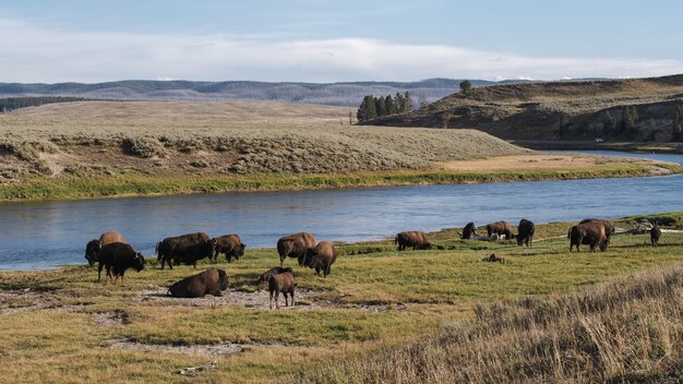 Zapierający dech w piersiach widok na Park Narodowy Grand Teton Jenny USA