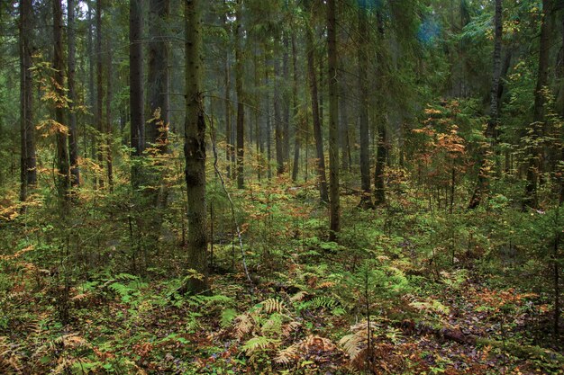 Zapierający dech w piersiach widok na piękne drzewa i rośliny w środku miejscowej dżungli