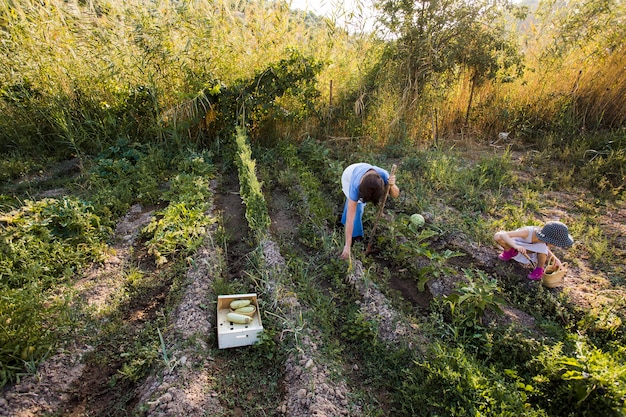 Zasięrzutny widok matka i jej córka zbiera warzywa w polu