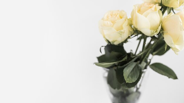 Zasięrzutny widok piękne róże w wazie na białym tle