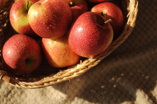 Zbiór w koszu ze słomy z dużą ilością czerwonych dojrzałych jabłek. umyte świeże owoce z copyspace