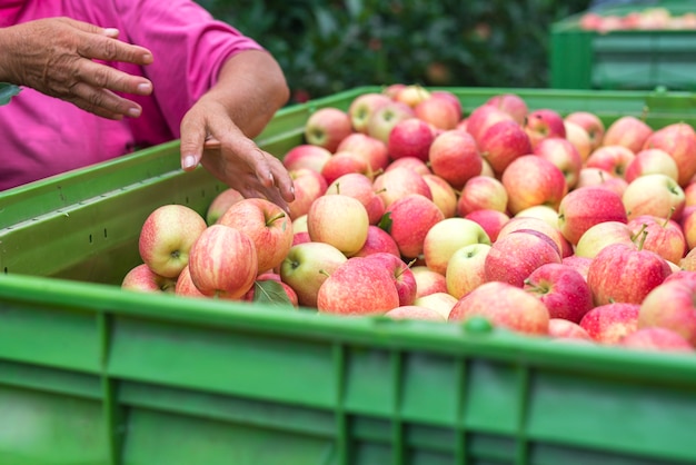 Zbiory owoców jabłka w sadzie