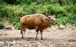 Bezpłatne zdjęcie zbliżenie banteng przy zoo