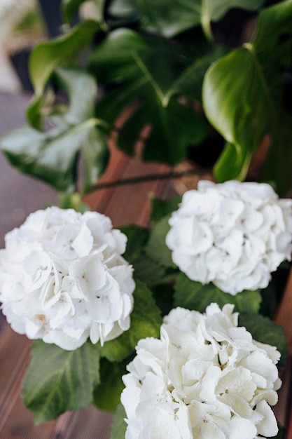 Zbliżenie biała hortensja kwitnie