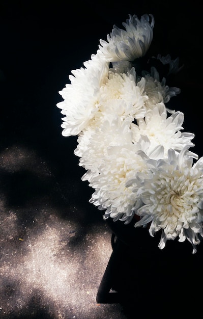 Zbliżenie białego kwiatu chryzantemy