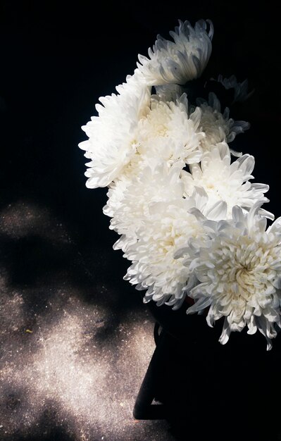 Zbliżenie białego kwiatu chryzantemy