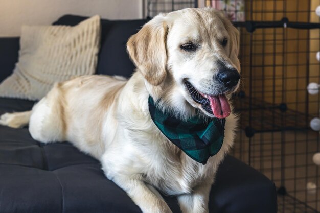 Zbliżenie biały pies labrador na kanapie we wnętrzu domu