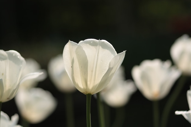 Zbliżenie białych tulipanów w polu pod słońcem w Holandii