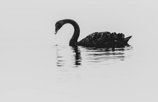 Bezpłatne zdjęcie zbliżenie czarnego łabędzia w jeziorze tekapo, nowa zelandia
