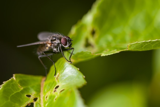 Zbliżenie czarnej muchy siedzącej na zielonym liściu