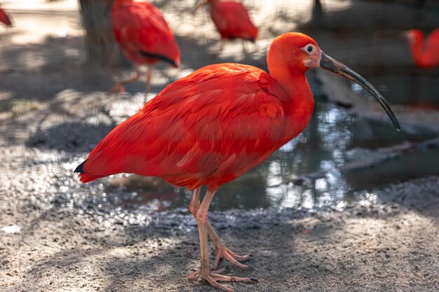 Zbliżenie czerwony ibis na wolności na rozmytym tle