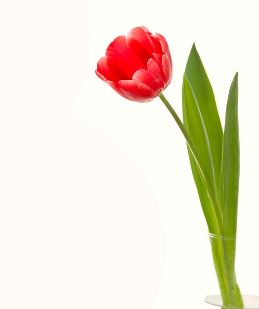 Zbliżenie czerwony tulipan.