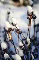 Bezpłatne zdjęcie zbliżenie długie suche rośliny z cierniami zakrywającymi z śniegiem