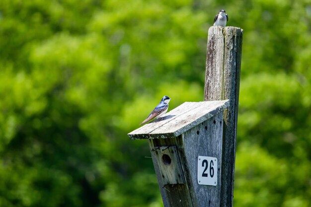 Zbliżenie dwa małego ptaka siedzi wokoło birdnest