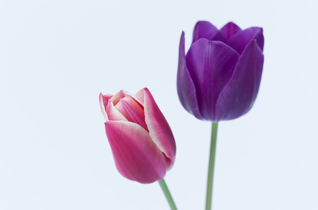 Zbliżenie dwóch kolorowych kwiatów tulipanów na białym tle na białym tle z miejscem na tekst