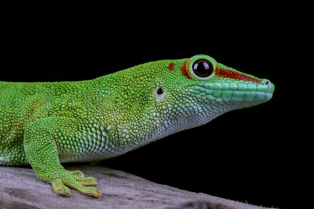 Bezpłatne zdjęcie zbliżenie gekon madagascariensis na gałęzi z czarnym tłem zbliżenie madagascariensis