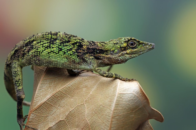 Bezpłatne zdjęcie zbliżenie głowa jaszczurki pseudocalotes z naturalnym tłem