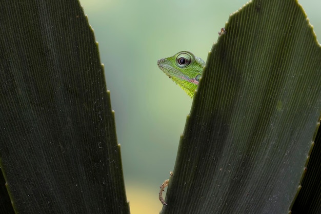 Zbliżenie Głowa Jaszczurki Pseudocalotes Z Naturalnym Tłem