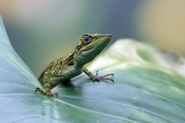 Zbliżenie głowa jaszczurki Pseudocalotes z naturalnym tłem