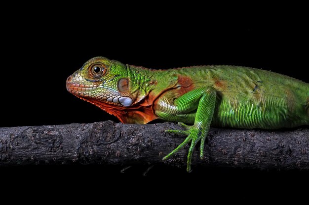 Zbliżenie głowa zielona iguana Zielona iguana widok z boku na zbliżenie zwierząt z drewna