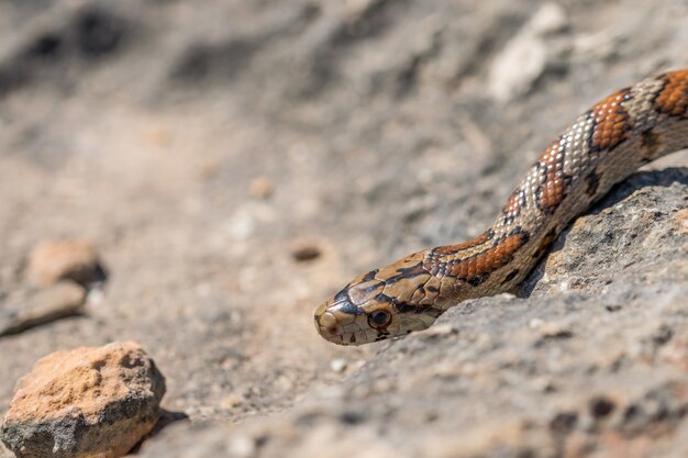 Zbliżenie głowy dorosłego węża lamparta