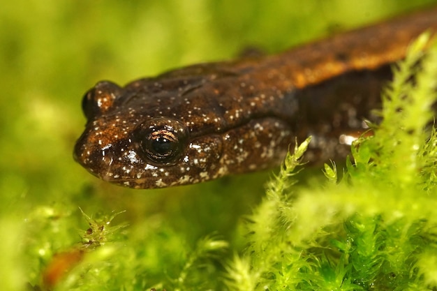 Bezpłatne zdjęcie zbliżenie głowy niedorosłej salamandry dunnan