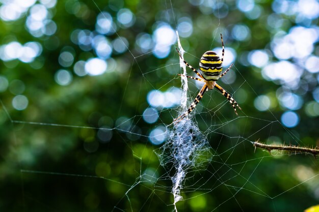 Zbliżenie kolorowy pająk na sieci z zielenią na efekt rozmycia i bokeh