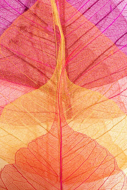 Zbliżenie kolorowych liści roślin