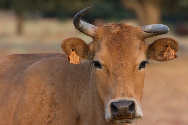Zbliżenie krowy w hiszpańskiej Dehesa
