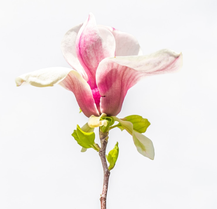 Bezpłatny plik Zdjęcie zbliżenie kwiat magnolii