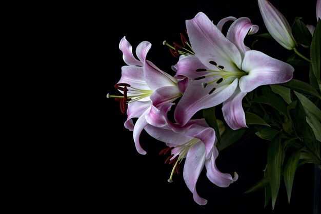 Zbliżenie kwiatów zwanych Lily Stargazer
