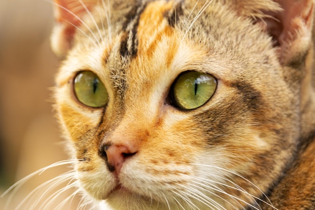 Zbliżenie ładny brązowy kot z pięknymi niebieskimi oczami popularne zwierzęta