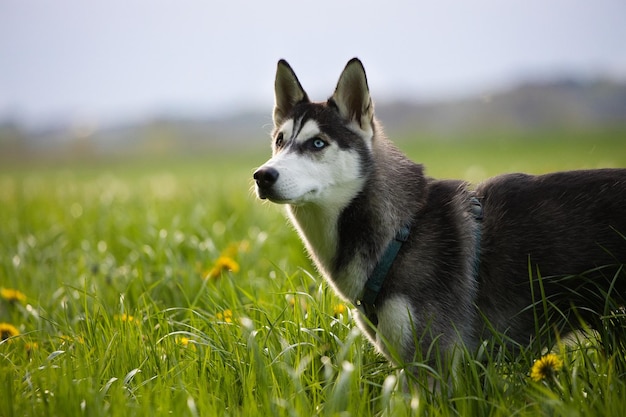 Zbliżenie ładny husky w zielonym polu