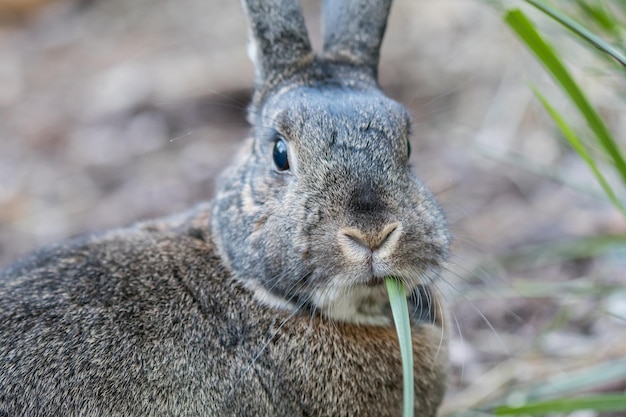 Zbliżenie ładny szary królik domowy jedzący trawę pod słońcem z rozmytym tłem