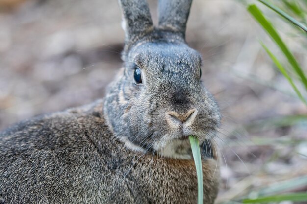 Zbliżenie ładny szary królik domowy jedzący trawę pod słońcem z rozmytym tłem
