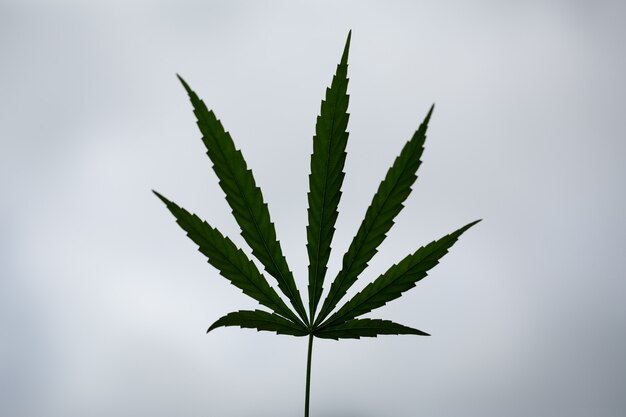 Zbliżenie liść marihuany
