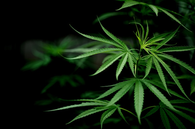 Zbliżenie liść marihuany