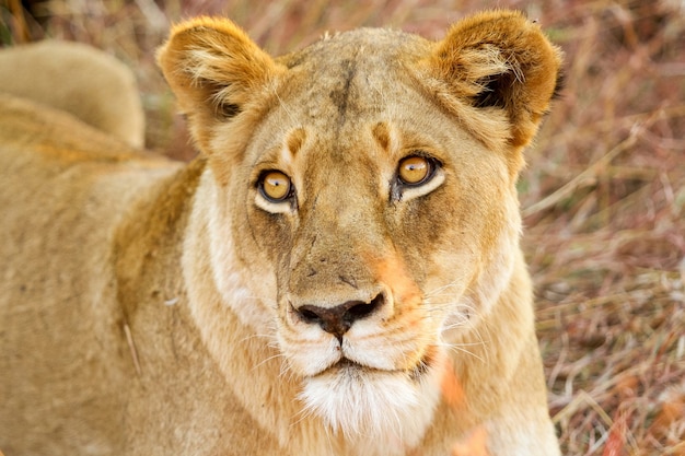 Zbliżenie lwa w Safari
