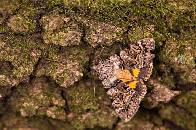 Bezpłatne zdjęcie zbliżenie makro ćmy catocala conversa w środowisku naturalnym