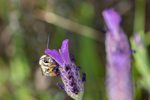 Zbliżenie makro ostrości strzał pszczoły na kwiat