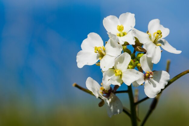 Zbliżenie makro rośliny White Wall Rocket z kwitnącymi kwiatami na Malcie